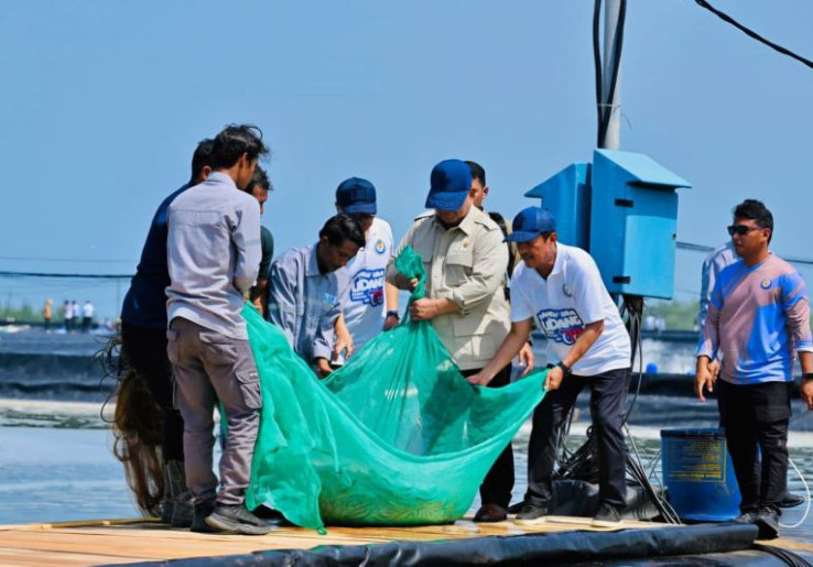 Prabowo Panen Udang di Kebumen, Sistem Budi Daya Vanname Hasilkan 40 Ton Per Hektar