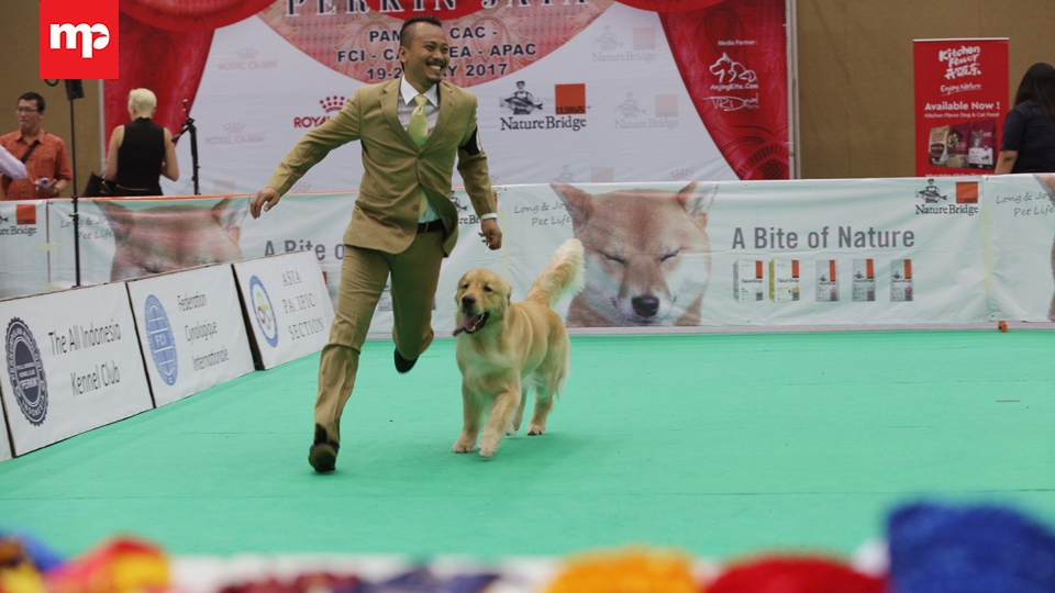Kontes Anjing Internasional PERKIN JAYA