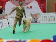 Kontes Anjing Internasional PERKIN JAYA