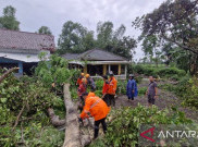82 Rumah Warga Bondowoso Porak-poranda, Pohon Tumbang Tutup Akses Jalan