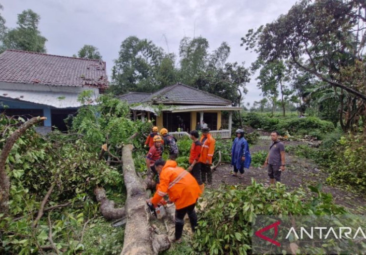 82 Rumah Warga Bondowoso Porak-poranda, Pohon Tumbang Tutup Akses Jalan