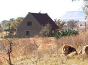 Nikmati Sensasi Menginap Dengan Puluhan Ekor Singa di Lion House