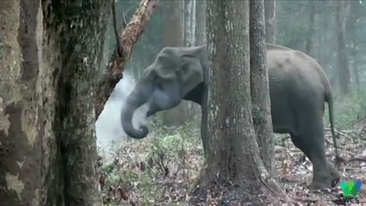 Unik, Gajah Liar India Makan Arang Menyala untuk Obati Penyakitnya