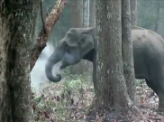 Unik, Gajah Liar India Makan Arang Menyala untuk Obati Penyakitnya
