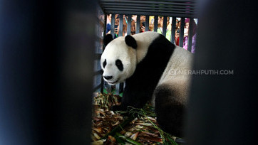 Pasangan Panda Raksasa Tiba di Indonesia