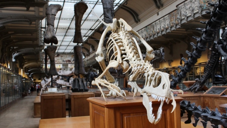 Tidak Hanya Manusia, Dinosaurus juga Bisa Kena Kanker