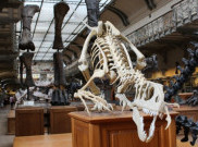 Tidak Hanya Manusia, Dinosaurus juga Bisa Kena Kanker