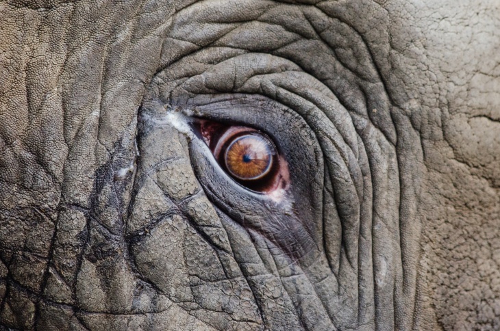 Gajah Afrika Diprediksi Punah pada 2040