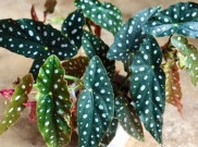 Begonia Polkadot, Tanaman Hias Unik dengan Perawatan yang Mudah