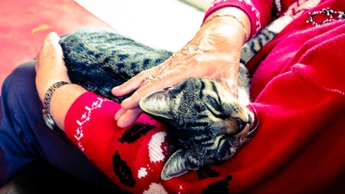 10 Alasan Mengapa Kucing Adalah Hewan Peliharaan Terbaik