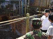 Penjabat Gubernur M Iriawan Targetkan Jabar Kembali Jadi Sentra Peternakan Sapi