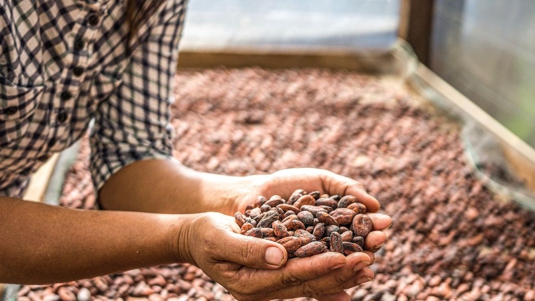 Pipiltin Cocoa Semangat Jaga Kualitas Produk dan Pemberdayaan Petani Lokal