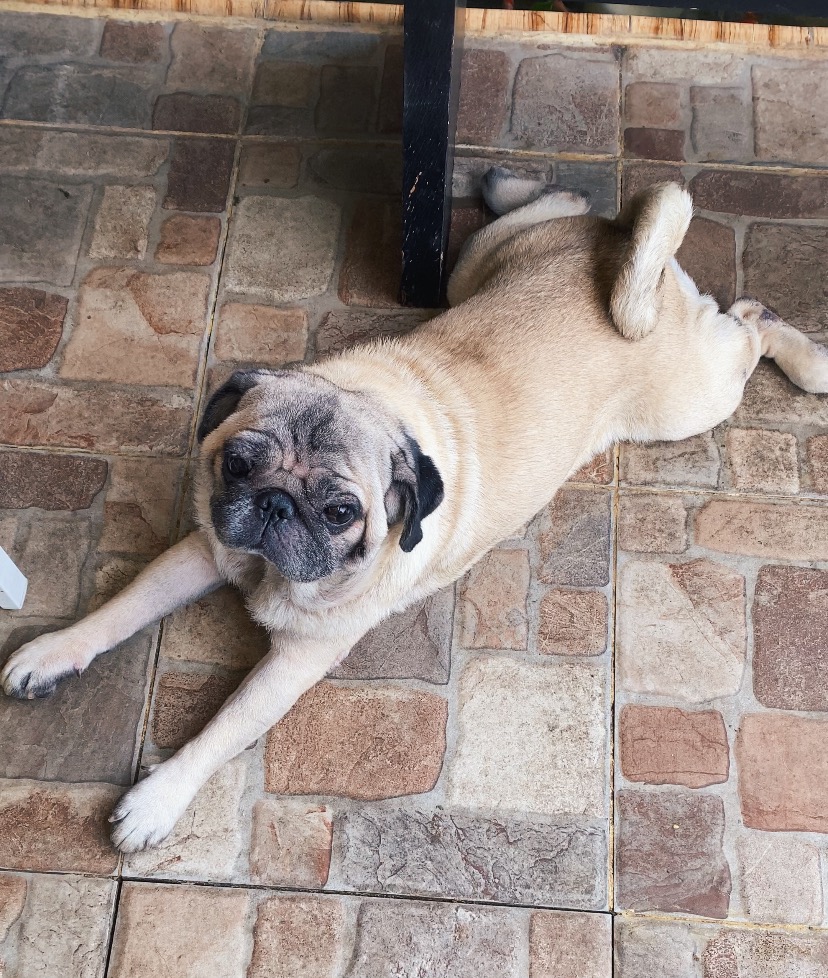 Puggy adalah ras anjing Pug. (Foto MP/Shenna)