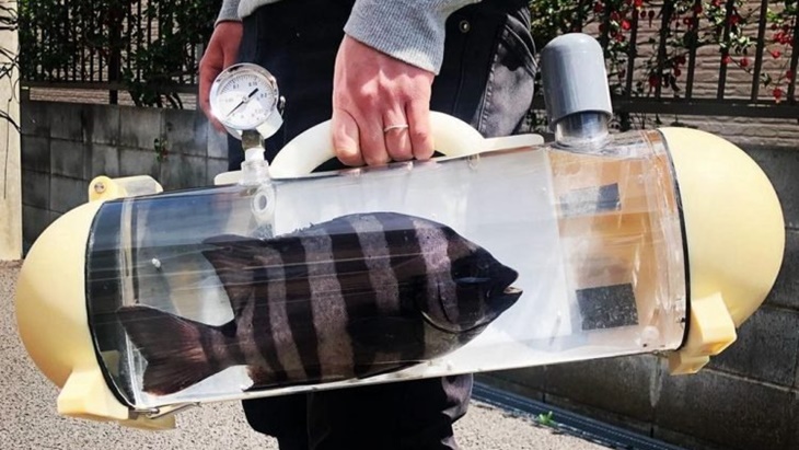 Katsugyo Bag, Tas Unik Untuk Bawa Ikan Jalan-Jalan