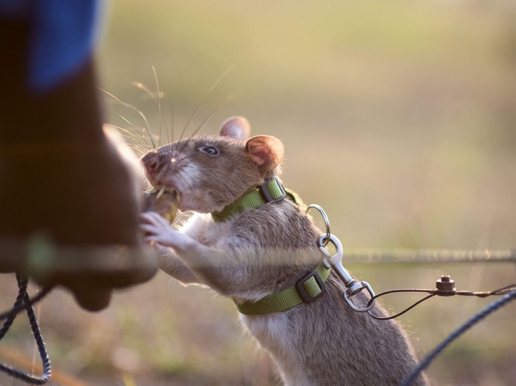 tikus selamatkan korban gempa bumi