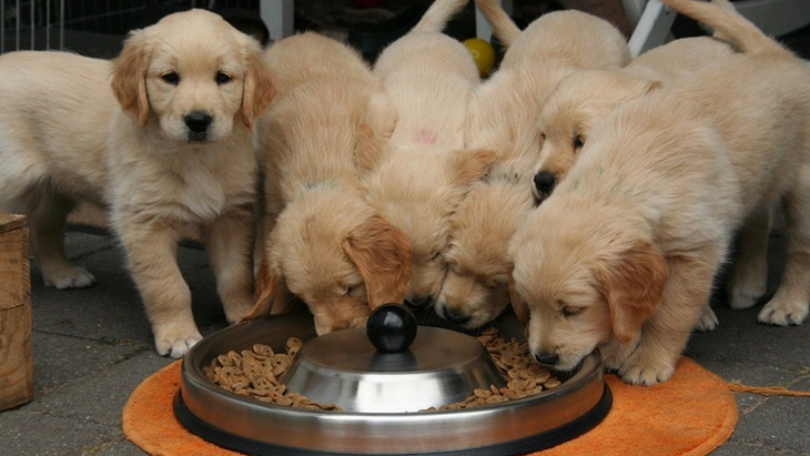 Seberapa Sering Tempat Makan Anjing Harus Dibersihkan?