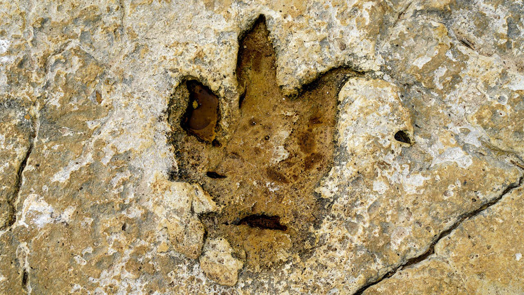 Ribuan Jejak Kaki Dinosaurus Ditemukan di Pegunungan Italia, Polanya Rapi bahkan Membentuk Pertahanan