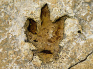 Ribuan Jejak Kaki Dinosaurus Ditemukan di Pegunungan Italia, Polanya Rapi bahkan Membentuk Pertahanan