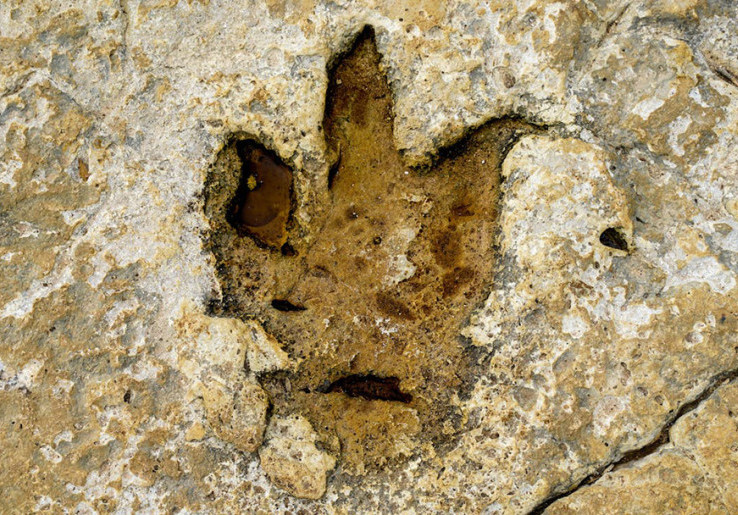 Ribuan Jejak Kaki Dinosaurus Ditemukan di Pegunungan Italia, Polanya Rapi bahkan Membentuk Pertahanan