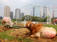 200 Ribu Sapi Ditargetkan Masuk ke Indonesia Tahun Ini Dukung Makan Bergizi Gratis
