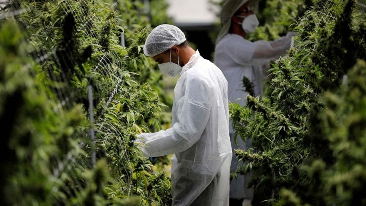 Anggota DPR Minta Wacana Legalisasi Ganja Perlu Kehati-hatian