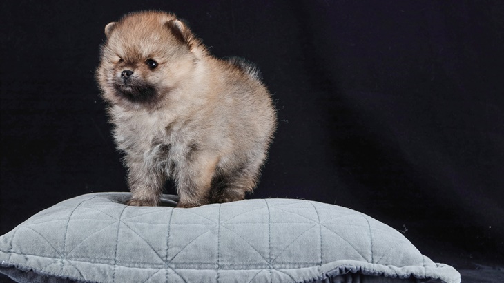 pomeranian