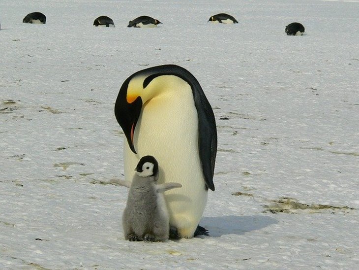 pejantan penguin