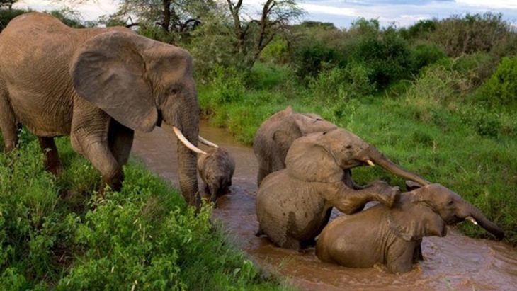 Baby Boom Gajah di Kenya Akibat Penutupan Ekowisata Selama Pandemi