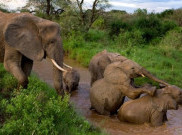 Baby Boom Gajah di Kenya Akibat Penutupan Ekowisata Selama Pandemi