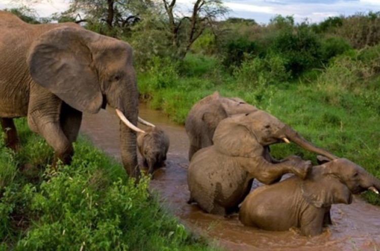 Baby Boom Gajah di Kenya Akibat Penutupan Ekowisata Selama Pandemi
