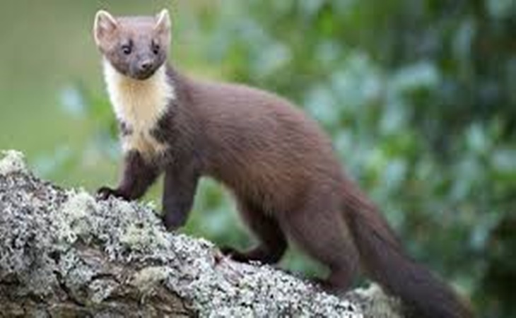 Musang