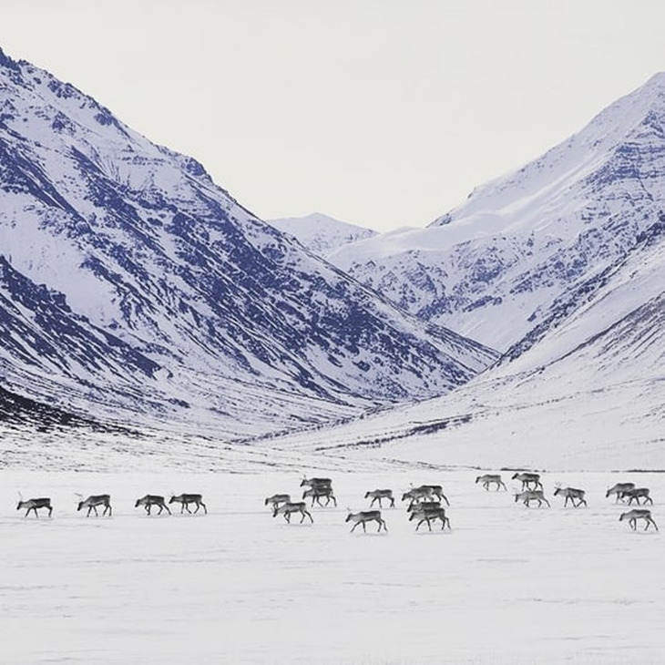  Karibu di Gates of the Arctic National Park. (Foto: instagram.com/pineranger)
