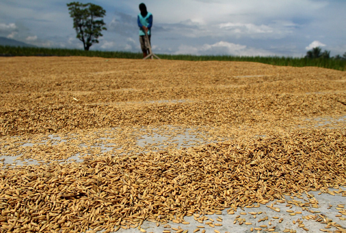 Diguyur Hujan Banyak Gabah Hasil Panen yang Tumbuh