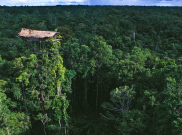 Sedikit Mengenal Rumah Suku Korowai yang Tingginya Hingga 50 Meter