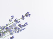 Usir Nyamuk Pakai 3 Tanaman Ini