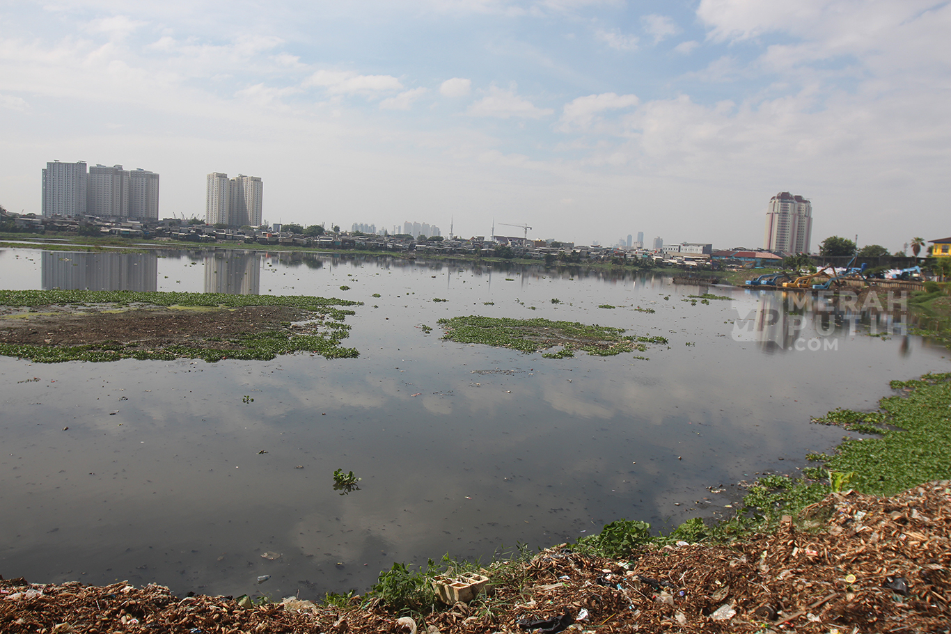 Kondisi Waduk Pluit Kembali Ditumbuhi Eceng Gondok