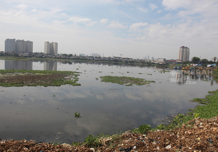 Kondisi Waduk Pluit Kembali Ditumbuhi Eceng Gondok