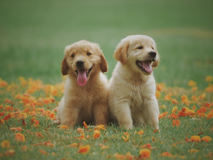 Anjing memiliki kemampuan penciuman yang sangat baik. (Foto Pexels Chevanon Photography)