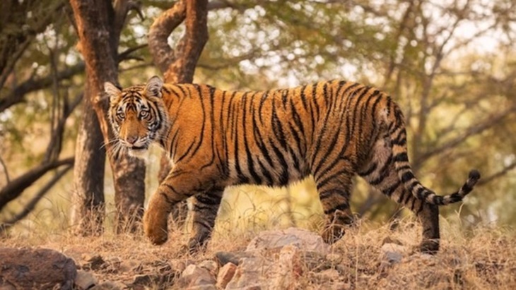 Nepal Berhasil Tingkatkan Populasi Harimau
