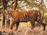 Nepal Berhasil Tingkatkan Populasi Harimau