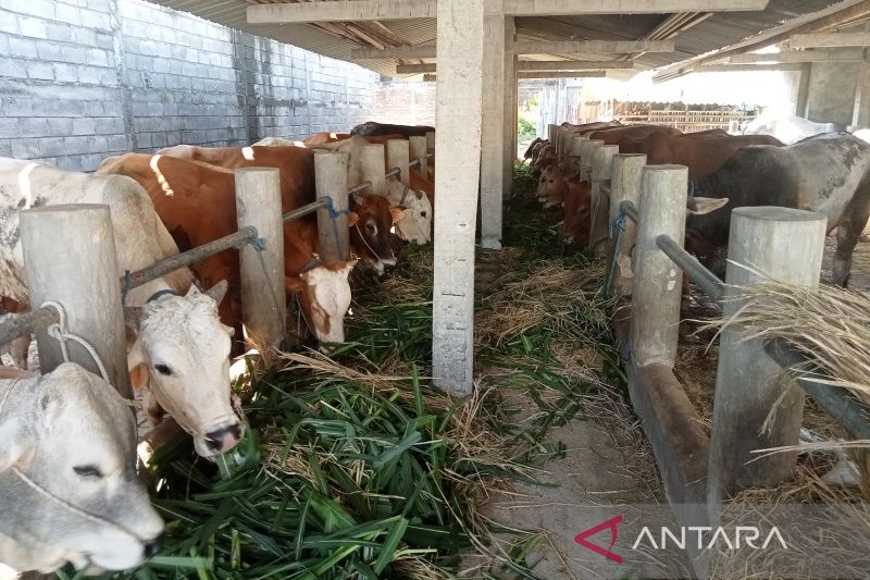 Komisi IV DPR Desak Pemerintah Segera Vaksinasi Hewan Ternak