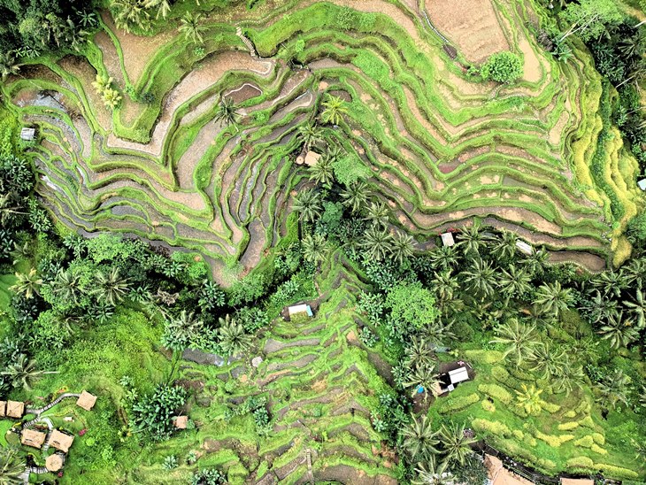 ubud
