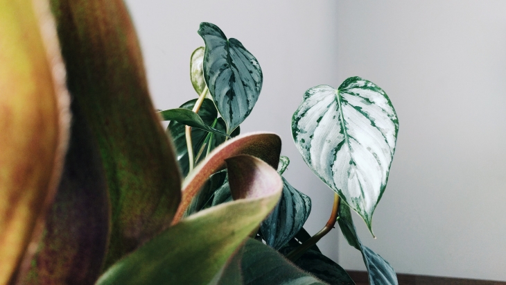 Tanaman hias yang satu ini terkenal karena bentuk daunnya yang manawan dab banyak khasiat dari menanam tanaman hias yang satu ini. (Foto: unsplash/olena-shmahalo)
