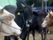 Dinas KPKP Diminta Jangkau Semua Tempat Penampungan Hewan Kurban