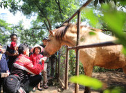Duh, 7 Koleksi Hewan Mati Selama Konflik Rebutan Manajemen Bandung Zoo