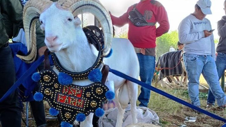 Domba Kota Bandung Juara Kontes se-Jawa Barat