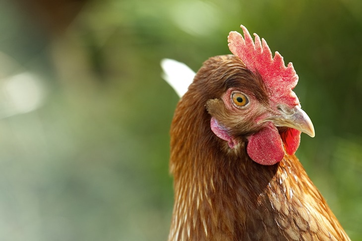 Mengenal Alektorohphobia, Fobia Terhadap Ayam