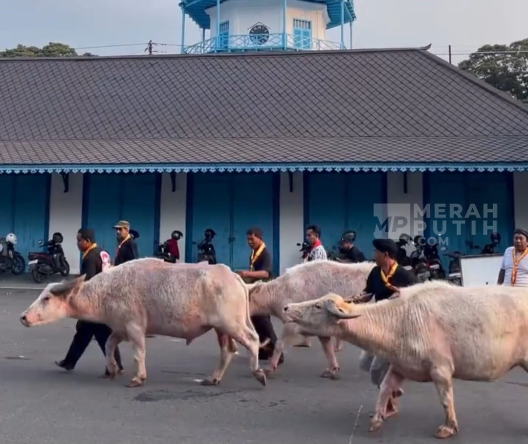 Jelang Kirab 1 Suro, Keraton Surakarta Keluarkan 5 Kerbau Bule
