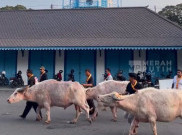 Jelang Kirab 1 Suro, Keraton Surakarta Keluarkan 5 Kerbau Bule