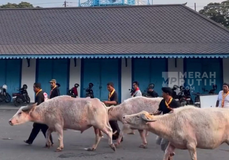 Jelang Kirab 1 Suro, Keraton Surakarta Keluarkan 5 Kerbau Bule